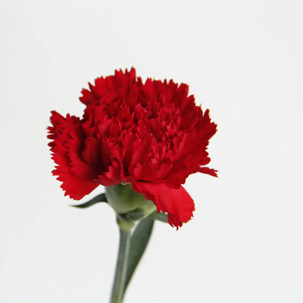 Fresh Cut Flower Bulk China Agriculture Ornamental Plants Fresh Cut Flowers Red Carnation Buy