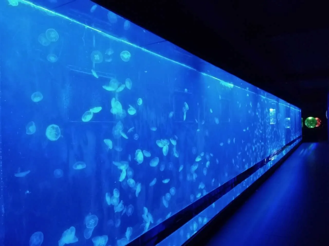 Low Cost Custom Size Transparent Kreisel tank Jelly Fish Aquarium