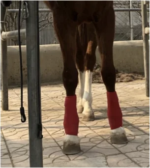 Оборудование для лошадей защитные Легкие регулируемые сапоги поврежденного сухожилия