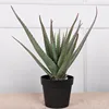 Aloe Vera très grand (61 cm)