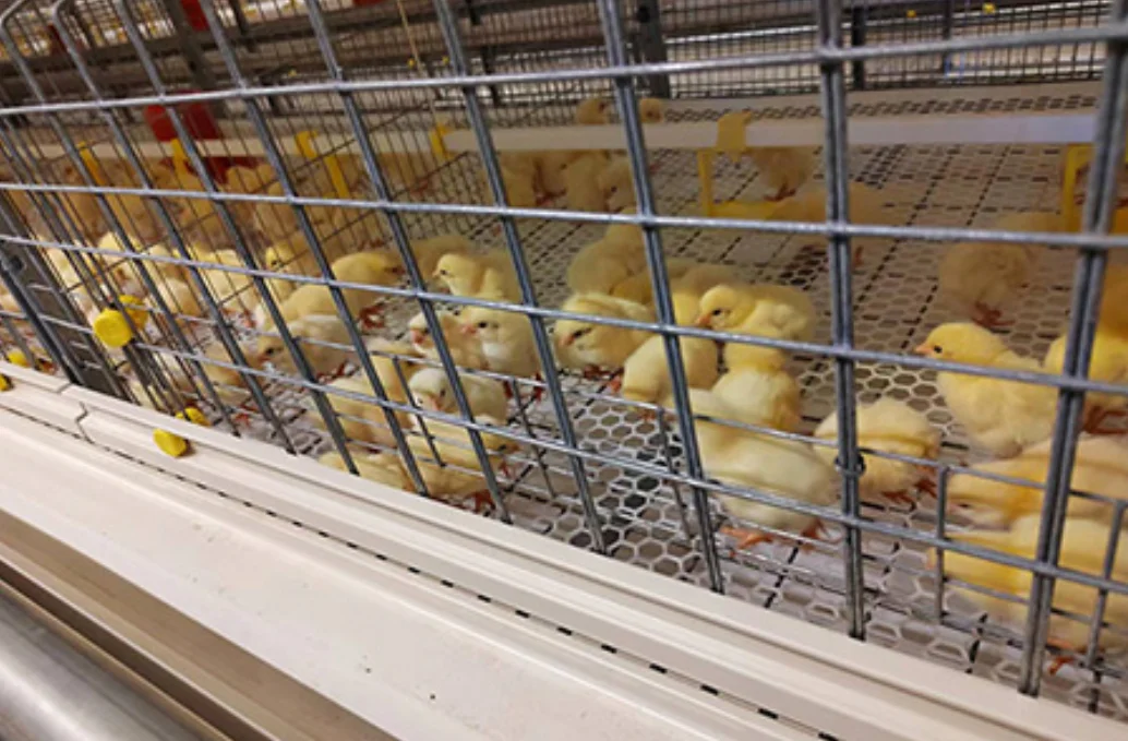 Factory Sale Low Price Galvanized Brooder Baby Chicks Cage Professional ...