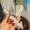 Coral Stone Flower