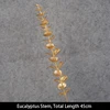Single Stem Eucalyptus