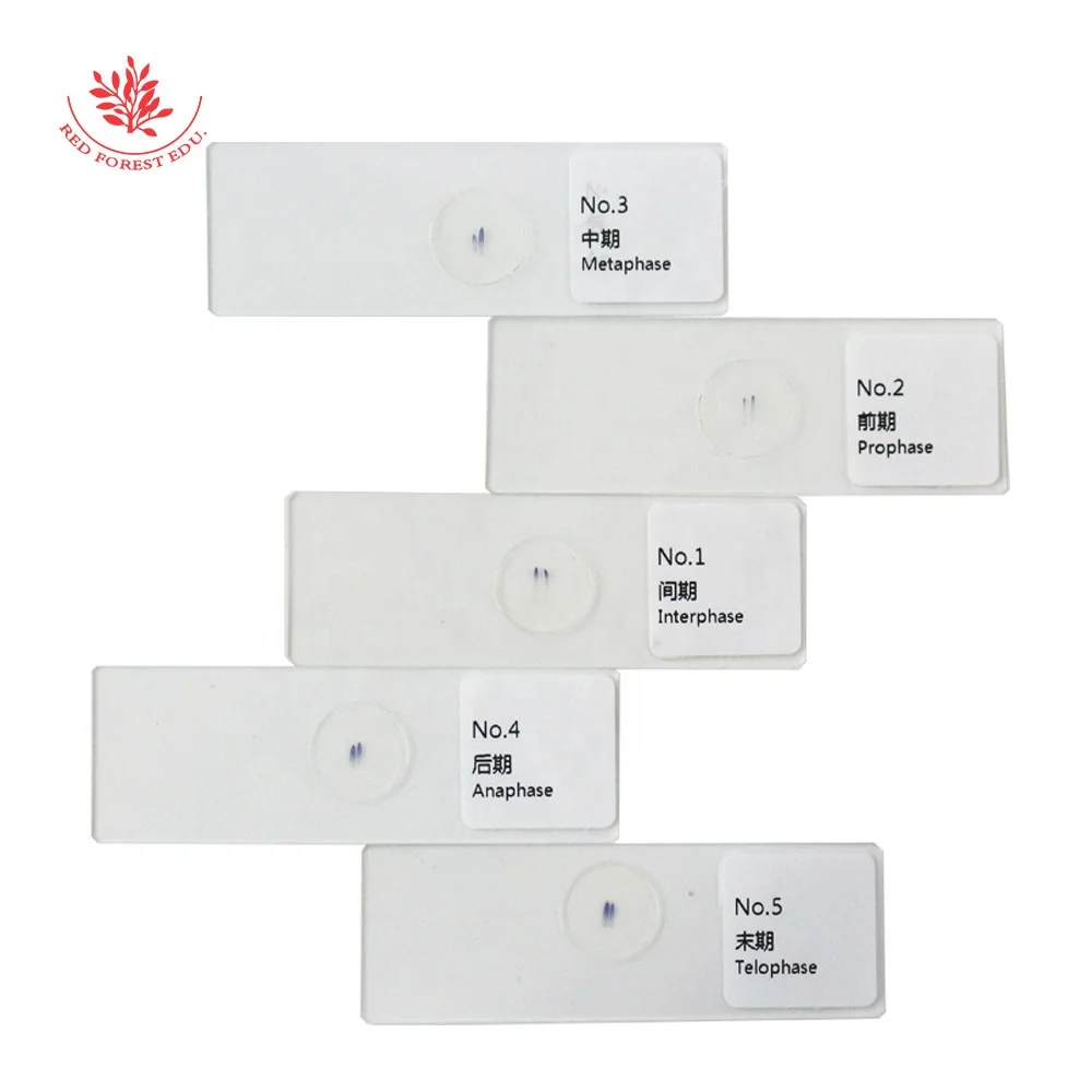 Prepared Microscope Slides Onion Root Tips Cell Mitosis 5 Pcs Set Showing All Stages Clearly for Plant Genetics Biology Science