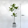 Arbre à caoutchouc Emperor, 160 cm (livré avec base noire)