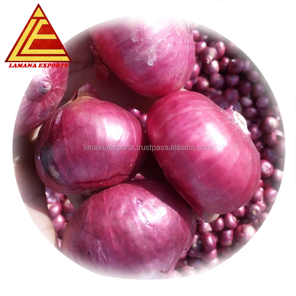 Fresh Indian Big Onion For Export Vietnam Malaysia Singapore Buy Fresh Onion Export To Dubai Big Onion Cheap Price Fresh Red Onions For Sale Product On Alibaba Com