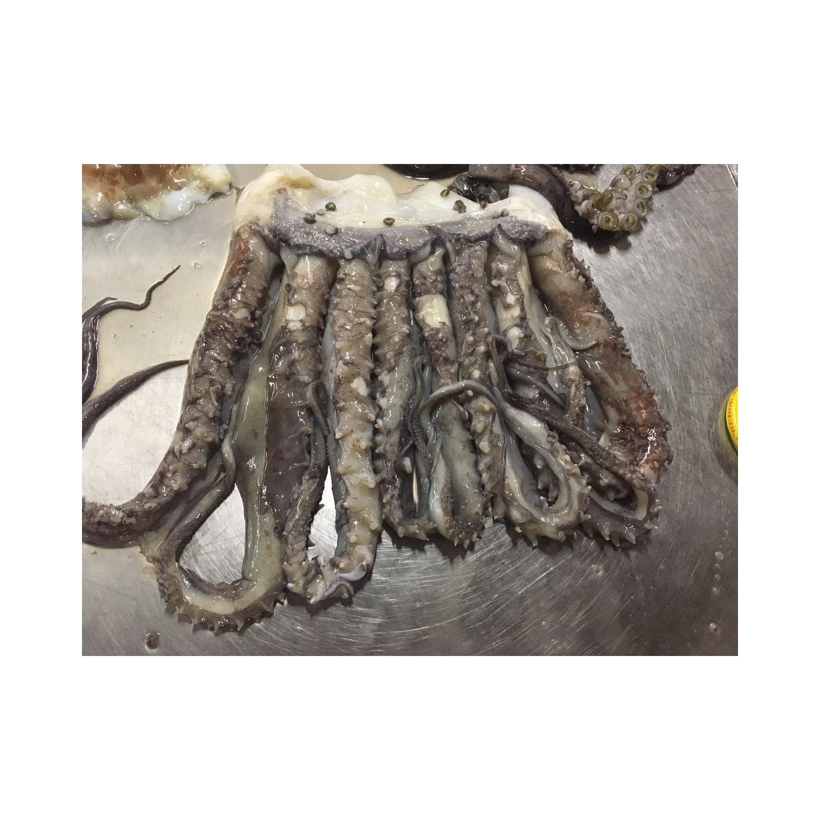 Bonne Qualite Exportation Thailande Tentacules De Calmars Geants Congeles Buy Tentacules Tentacules De Calmar Tentacules De Calmar Geant Product On Alibaba Com