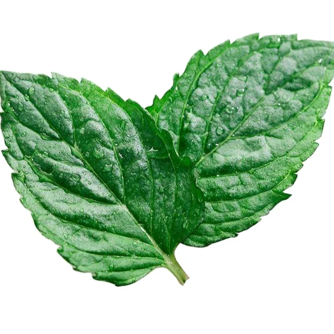 factory wholesale organic mint leaf dried mint leaves mint herbs