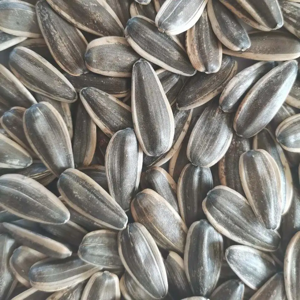 Fast Delivery Raw Natural Big Size Black 361 Sunflower Seeds