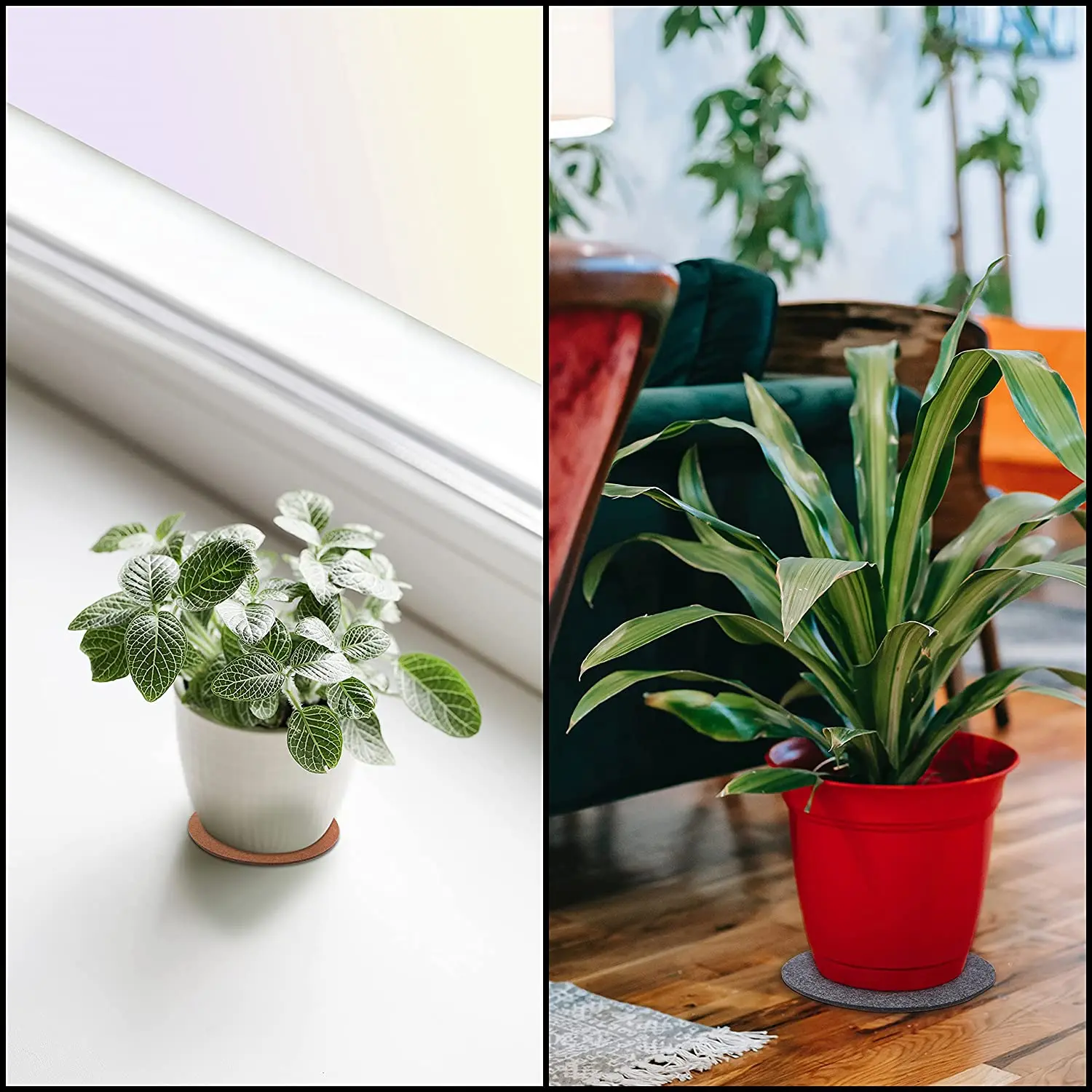 a plant called dieffenbachia Dieffenbachia Camille