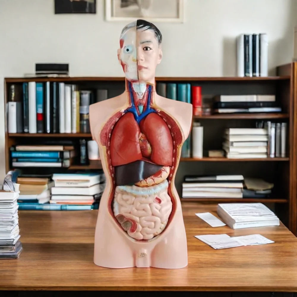 DARHMMY 85CM Male Torso Human Anatomy Simulator with 19 Parts Medical Science Training Product