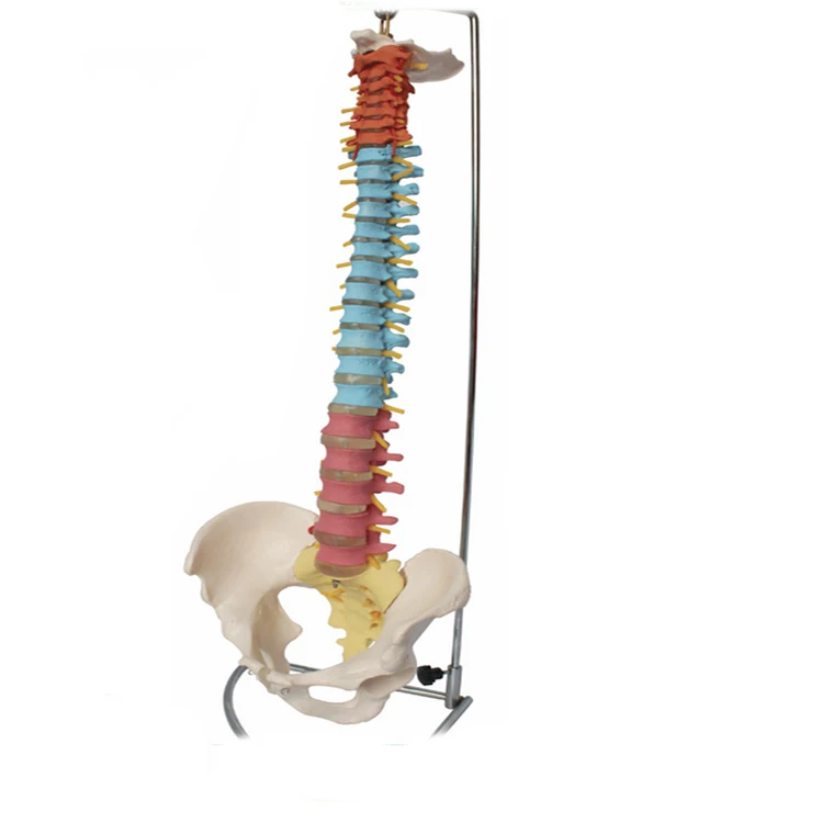 Education Life Size Pvc Simulation 80cm Human Spine Model