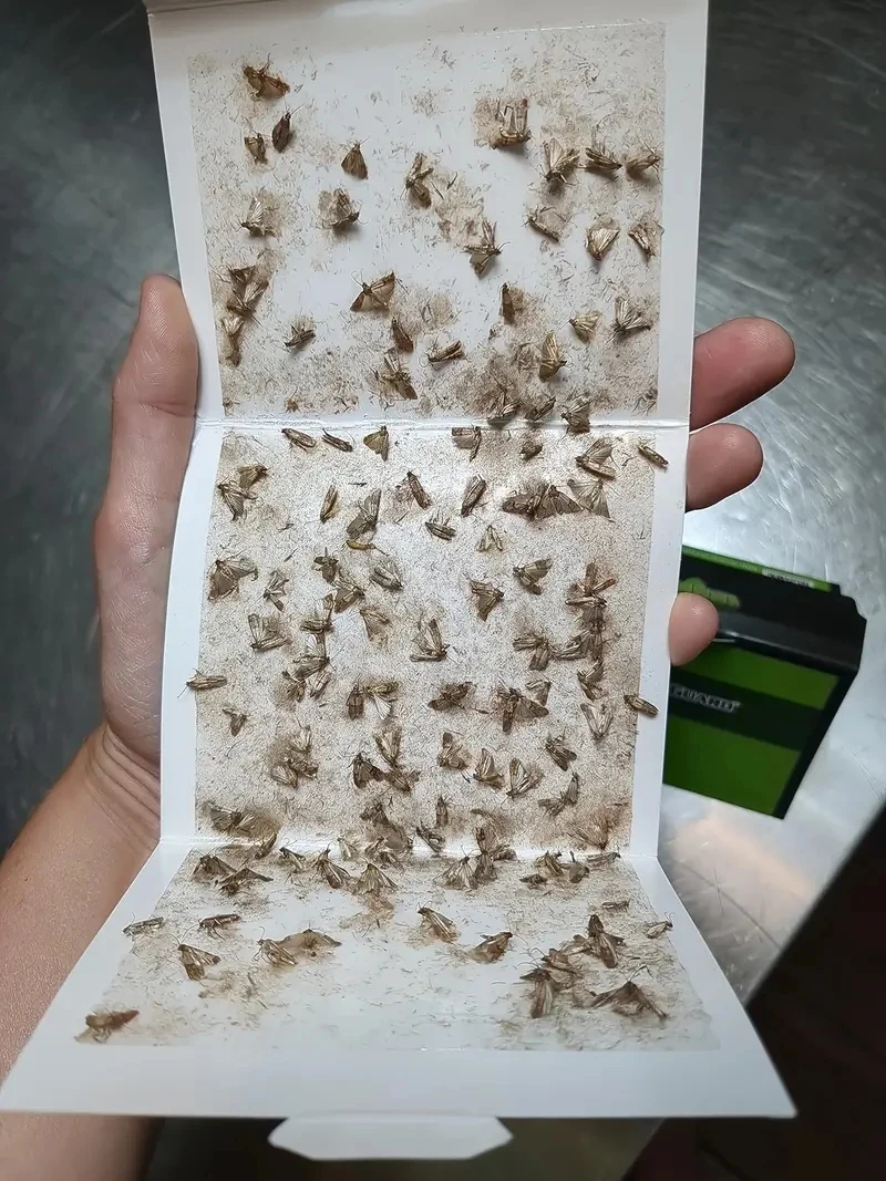 10 X KRITTER KILL LARDER,PANTRY, FOOD MOTH TRAP PHEROMONE - Foto 9