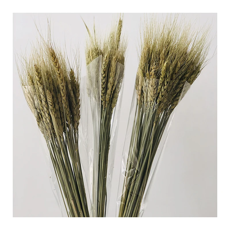 批发被保存的花干的天然小麦花为婚礼装饰 Buy 天然小麦花 干天然小麦花 小麦花product On Alibaba Com