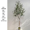 180cm olive tree
