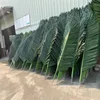 Coconut leaf