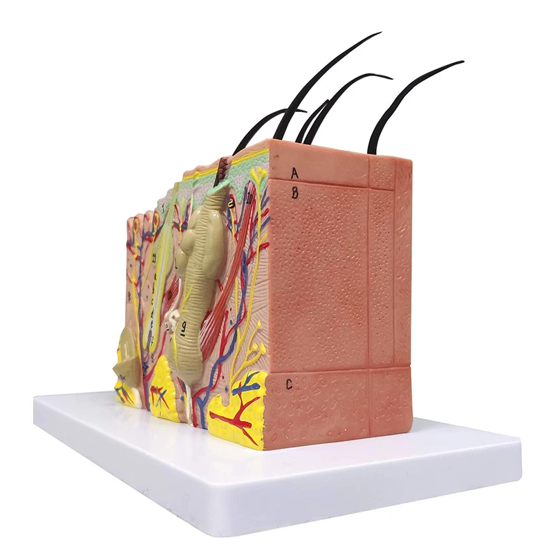 Biology Teaching 35 Times Enlarged Human Anatomy Skin Tissue Structure Model With Hair