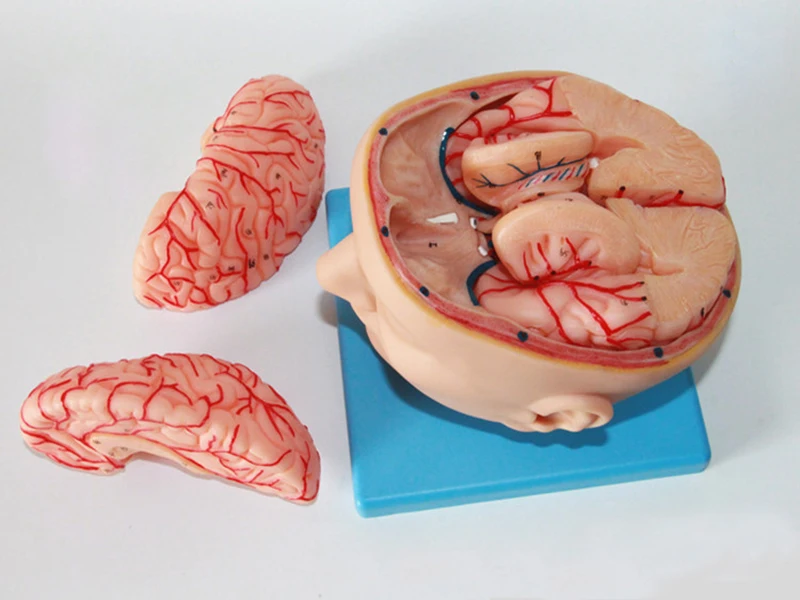Medical Education 3d Brain Human Anatomy Model 25x20x20cm