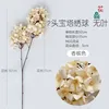 Two-headed pagoda hydrangea, leafless, champagne color