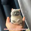 Siamese cat-single pvc bag packaging