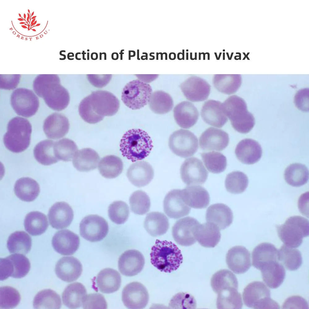 Биологический эксперимент использование микроскопов лабораторий профессиональный Медицинский микроскоп слайды