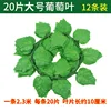20 large grape leaves-12 pieces