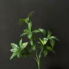 [4]Pieris japonica vert