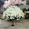 Bianco 6