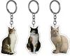 pet photo color