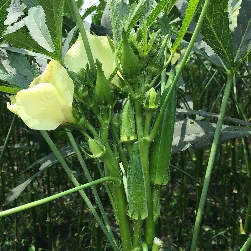 Freeze Dried Okra Chips - Wholesale Bulk & Private Label He3928dca39184147aae5acc8f1f8b67fO