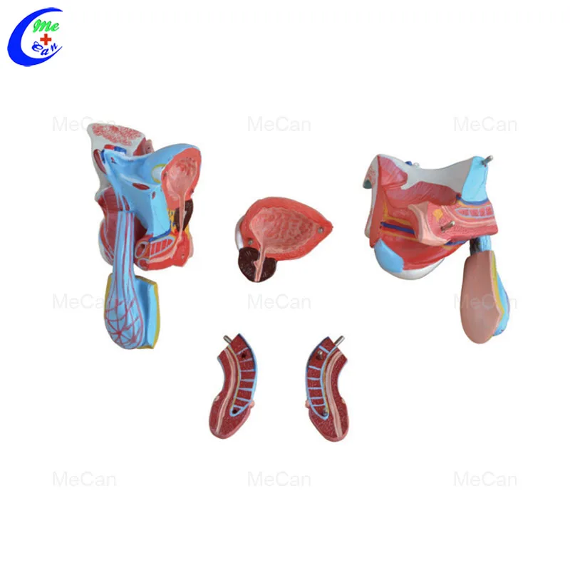 男性生殖器官女性骨盆模型| Alibaba.com