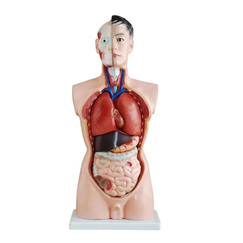 DARHMMY 85CM Male Torso Human Anatomy Simulator with 19 Parts Medical Science Training Product