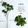 Pieris japonica - Verde