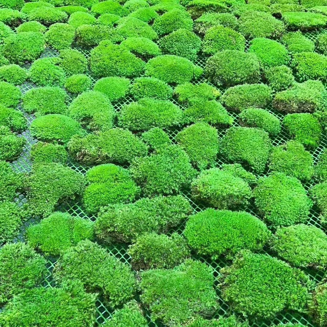 Indoor Dried Moss Balls Artificial Marimo Moss Ball For Decoration