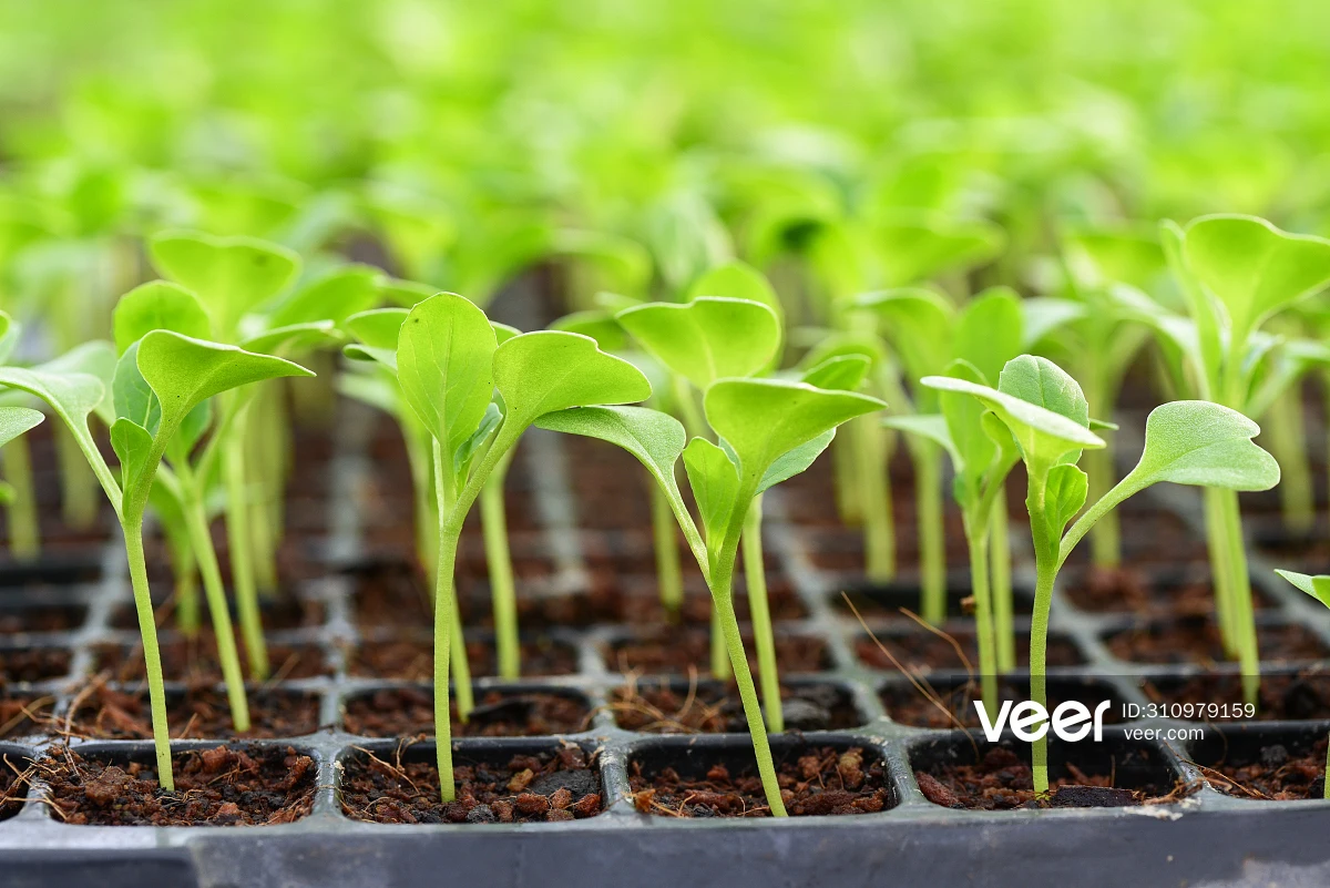 Подносы Microgreen сверхпрочные для запуска семян 1020 поднос прорастания растений с отверстиями Microgreens подносы рассады