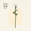 PEONY