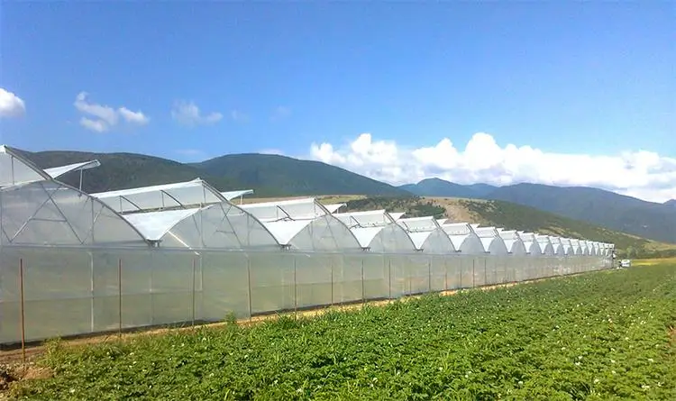 Long Time UV Resistant Multi Span Agricultural Greenhouses