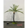 Fougère arborescente - 220cm