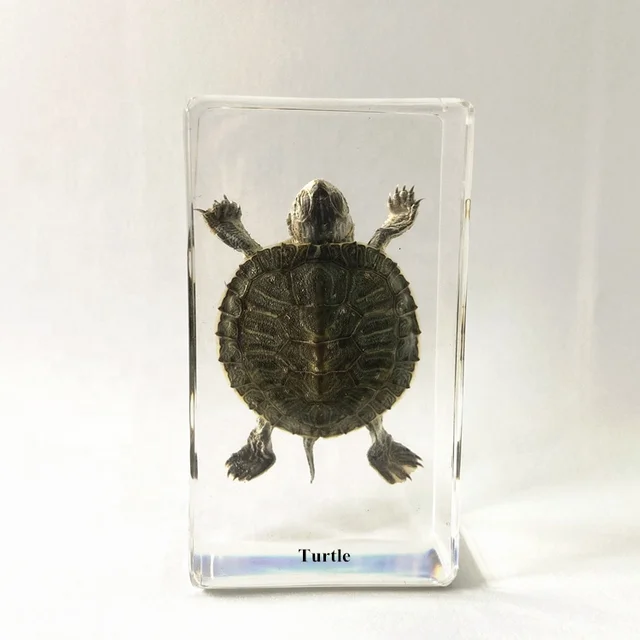 Wholesale Animal Collection Acrylic Educational Gifts Turtle Embedded Specimen for Children