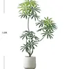 Peacock Wood 1.6m [Luxury Edition] White Round Basin