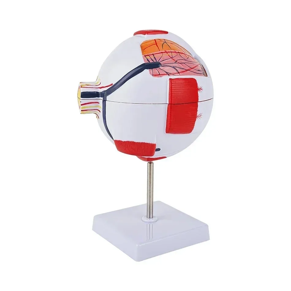 Low Price Anatomical Eye Model Medical Learning and Teaching Instrument Medical Science Teaching Resources Eyelid 6 Times