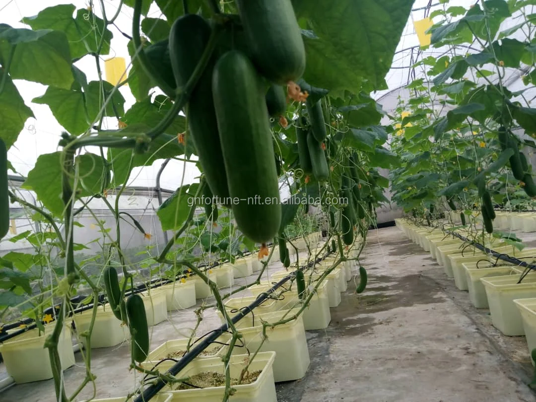 Dwc Aeroponics Dutch Bucket With Lids Hydroponic Growing Systems Buy