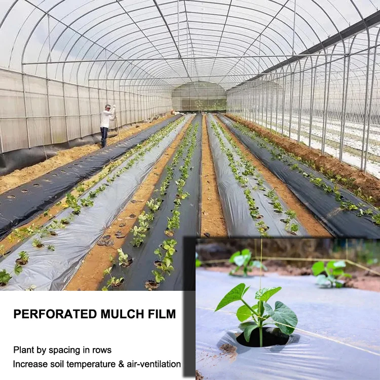 Nursery Growing Mulch Film Roll,Perforated Plastic Mulch Film Layer