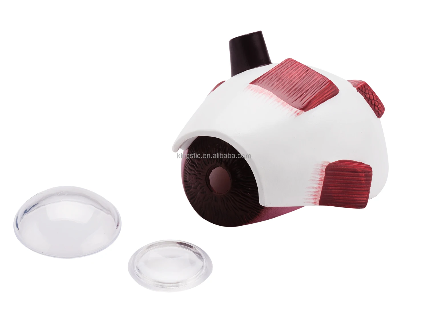 Cbm221b Human Eye Model,Half Eye Model Medical Science Education