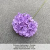 JZ-Lavanda