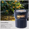 Osmanthus