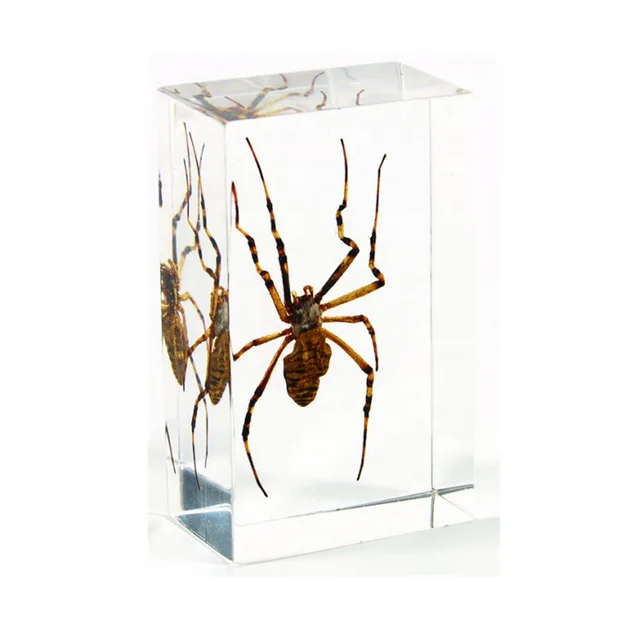 Insect Taxidermy Real Spider in Clear Resin Set Souvenir Promotional Gifts for Display