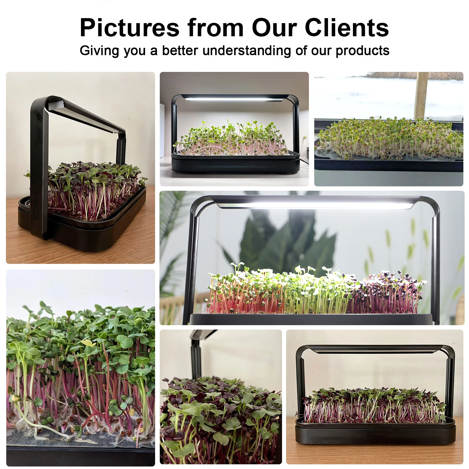 Garden Sarter Kit Smart Lettuce Hydroponics Lettuce Grow Indoor Kit System Buy Hydroponics