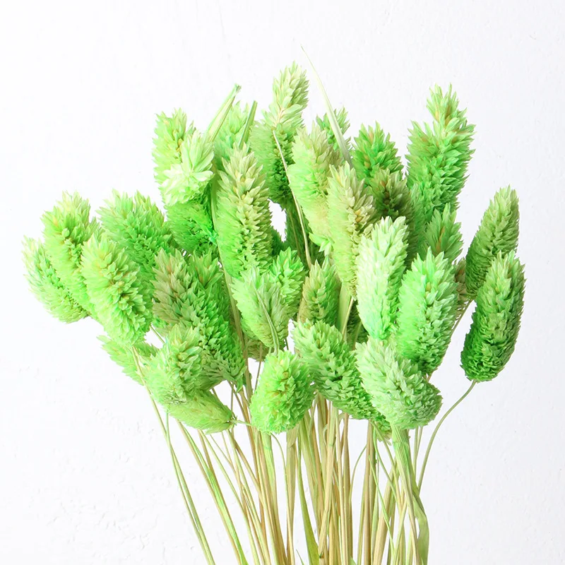 sz04208美丽真实保存的新鲜花朵保存天然珠宝草天然保存宝石草用于diy