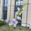 Campanula viola chiaro